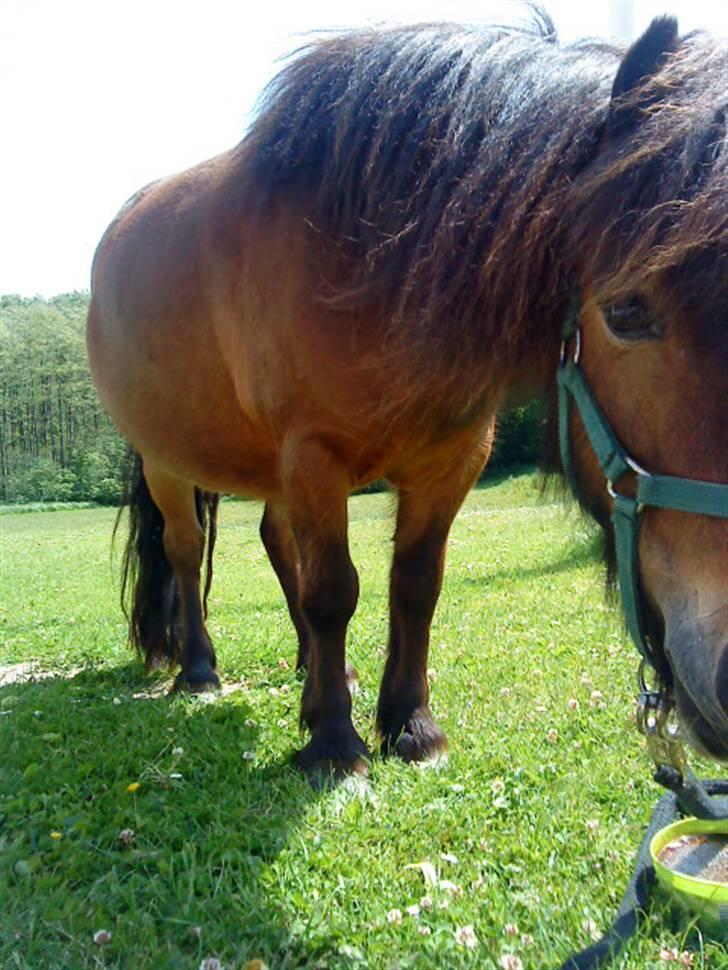 Shetlænder Bloom - Dvæghesten<3 billede 5