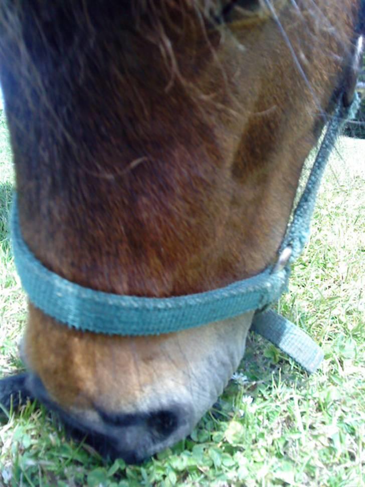 Shetlænder Bloom - Smager den godt mus?<3 billede 6