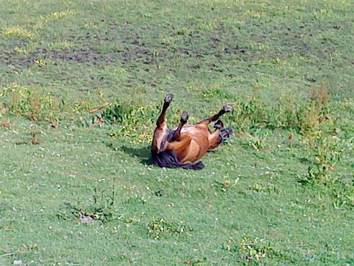 Shetlænder Bloom - Bloom<3 billede 7