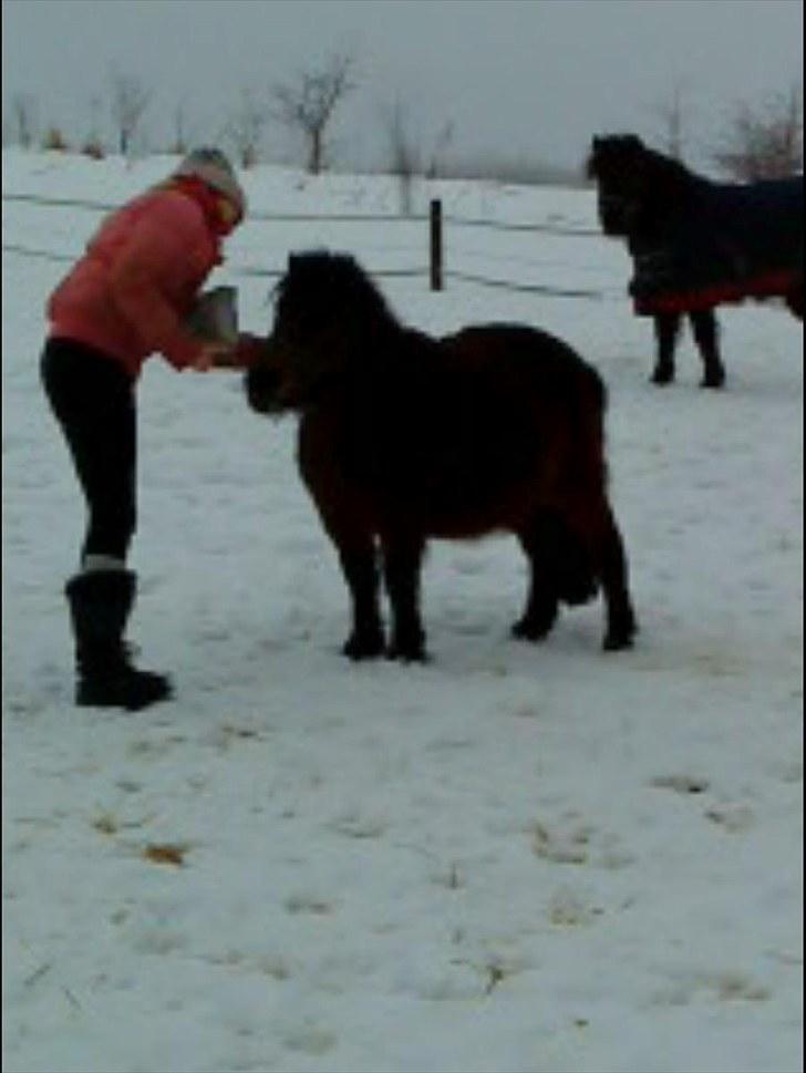 Shetlænder Bloom - Pølsen og mig ;D;D <3 billede 8