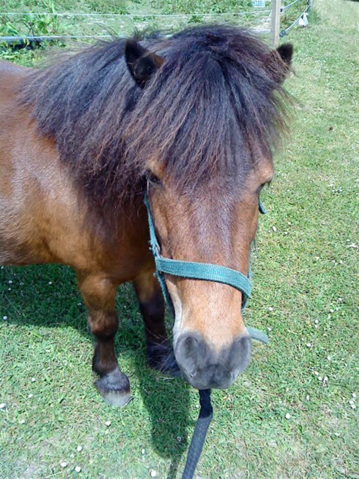 Shetlænder Bloom - <33 billede 10