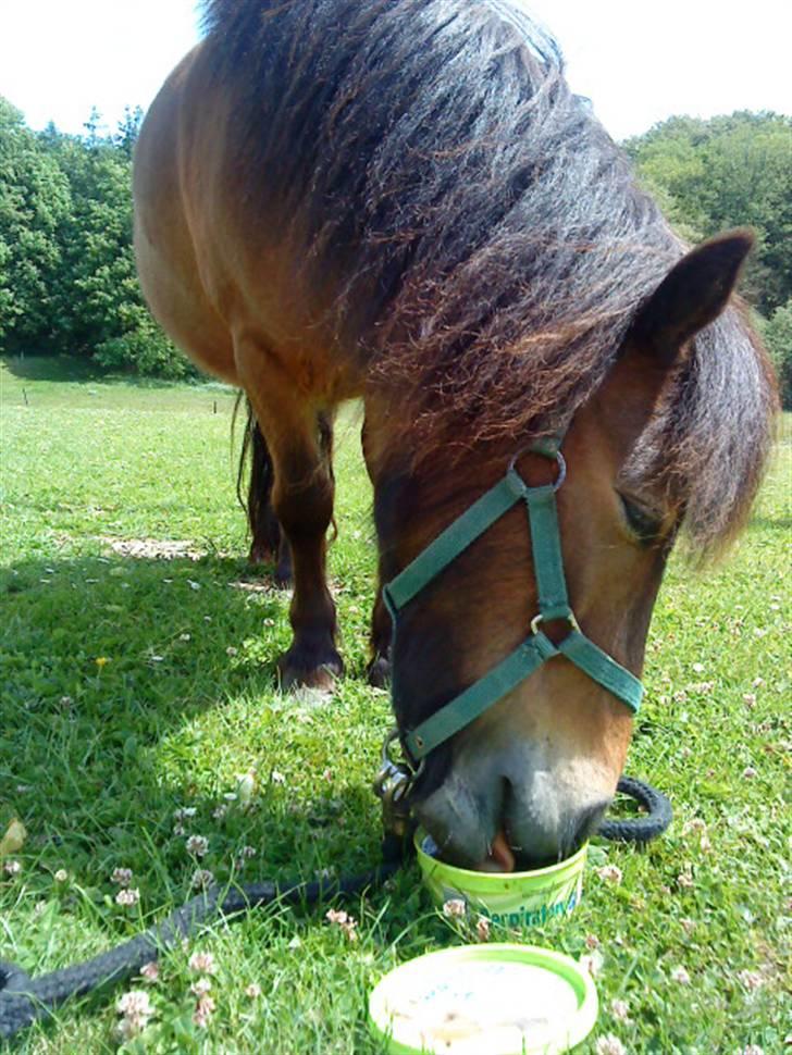 Shetlænder Bloom - <333 billede 11