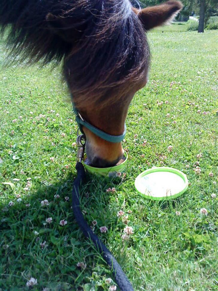 Shetlænder Bloom - Bloom<3 billede 12