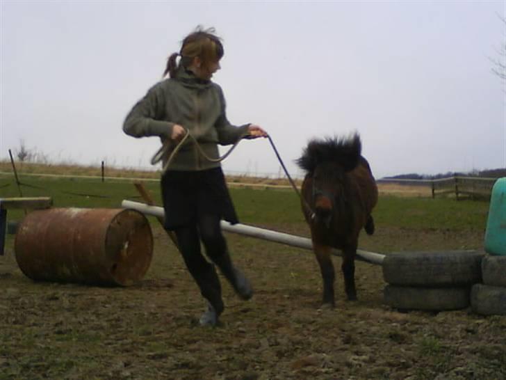 Shetlænder Bloom billede 13