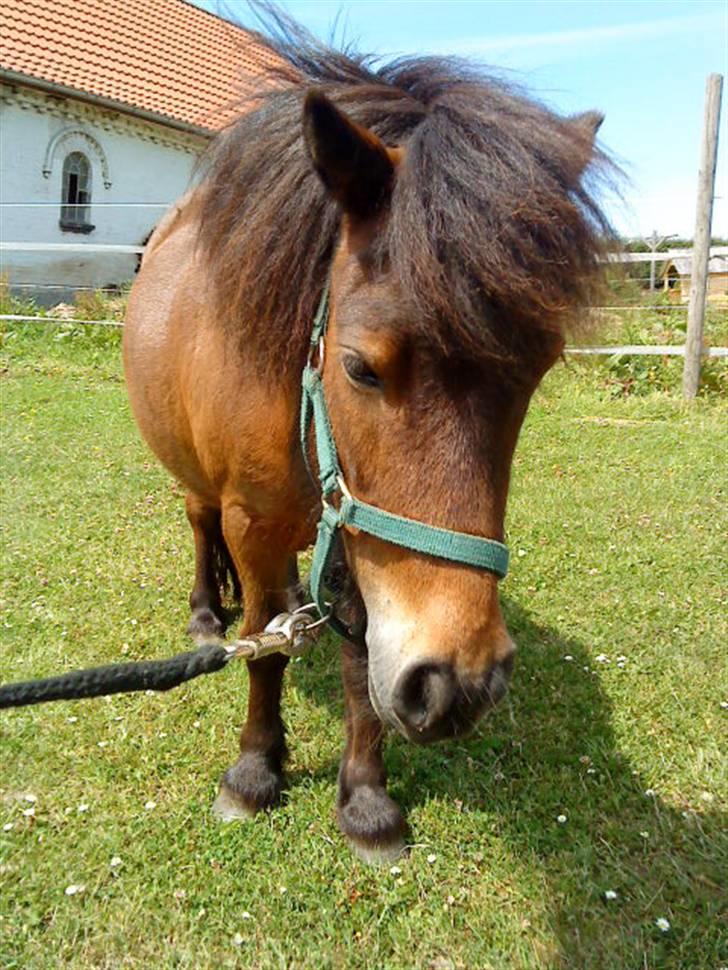 Shetlænder Bloom - Bloom<33 billede 14