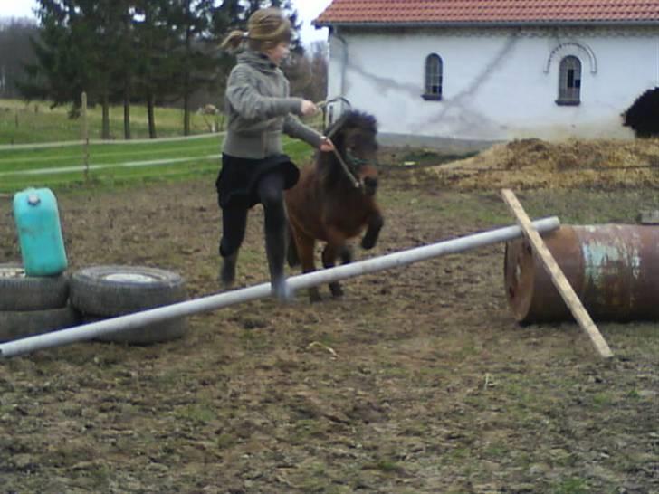 Shetlænder Bloom billede 15