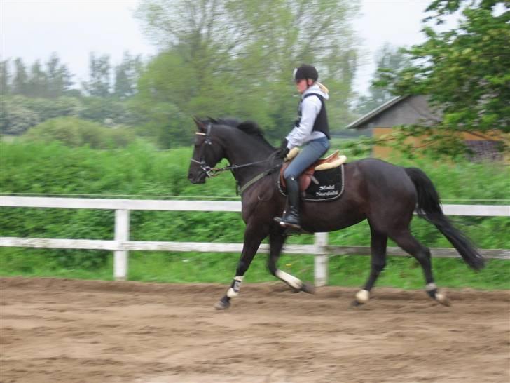 Dansk Varmblod Madelin Bally billede 3