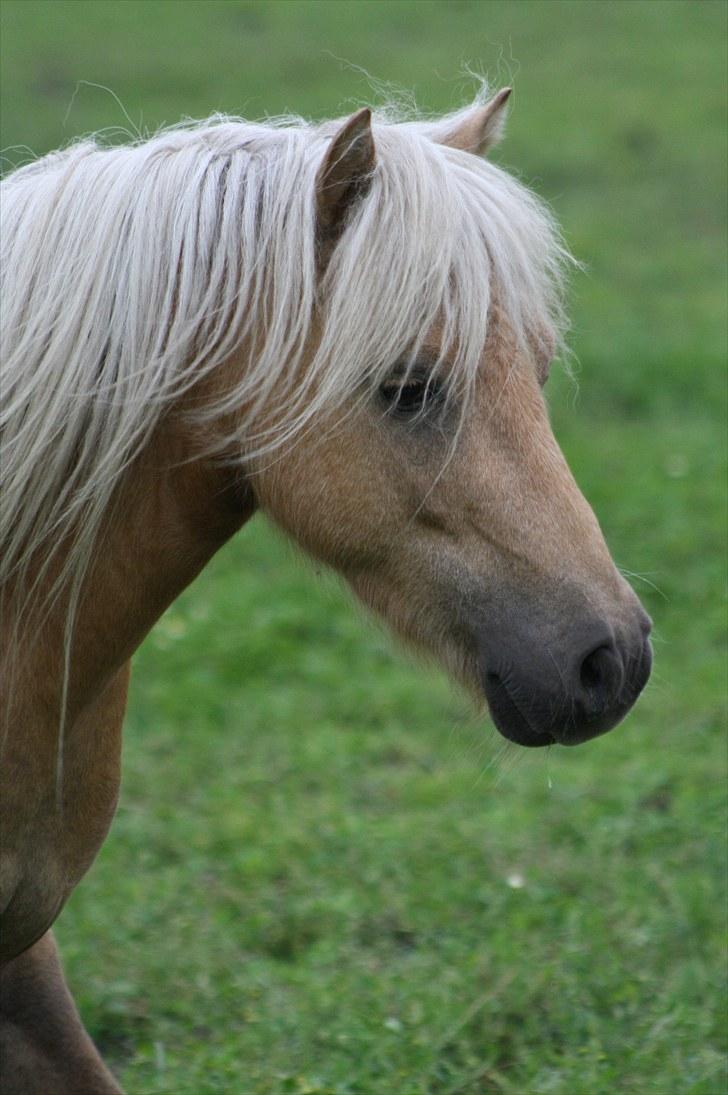 Shetlænder Gucci billede 10