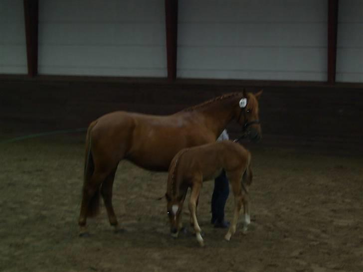 Anden særlig race Figaro - Også fra følskuet :) billede 11