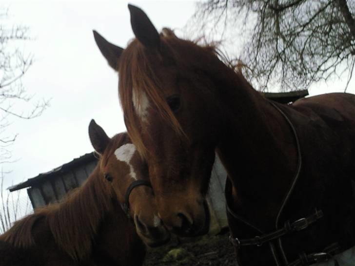 Anden særlig race Figaro - Er de ikke søde (: billede 12