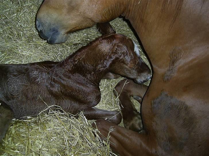 Anden særlig race Figaro billede 13