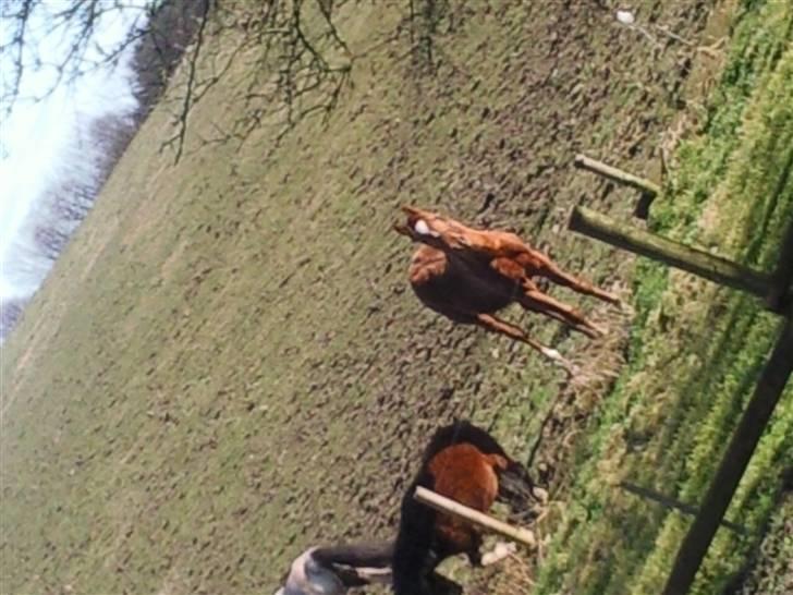 Anden særlig race Figaro - Papaja og Freja ude for første gang :o) billede 14