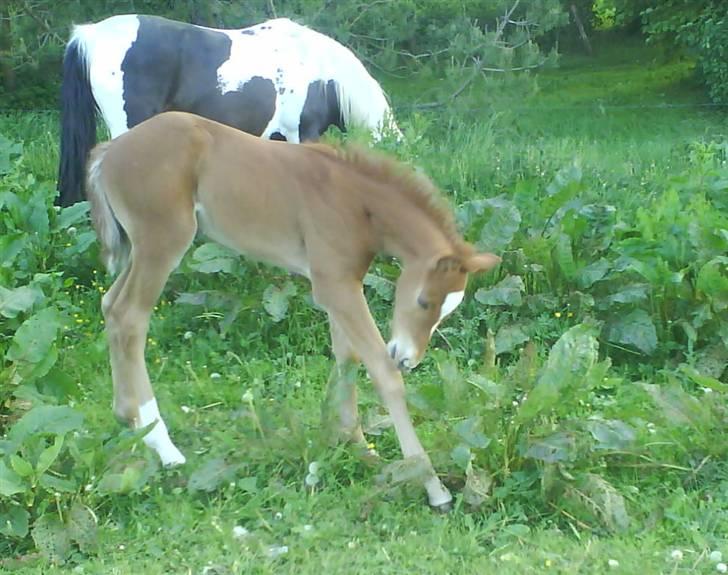 Anden særlig race Figaro - Ej, altså- iiihh, hvor det klør ... :) billede 15