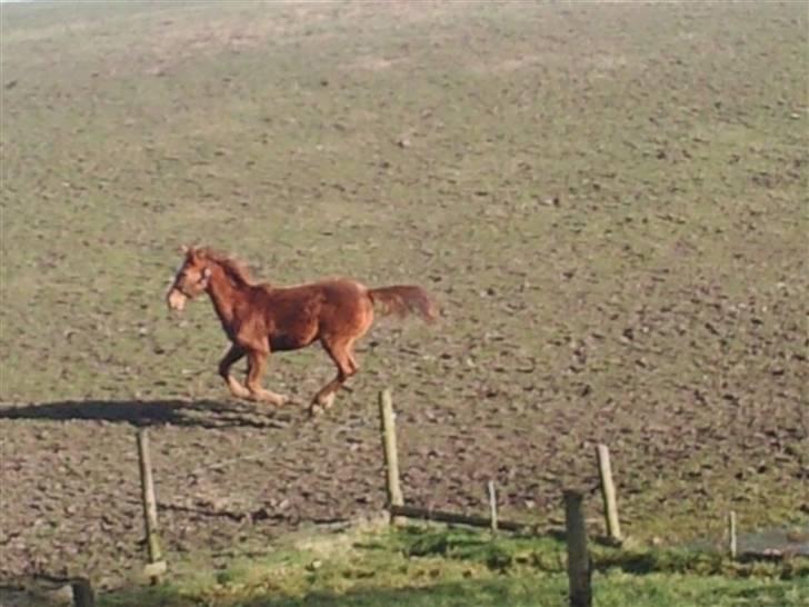 Anden særlig race Figaro - friiisk løbetur! (: billede 16
