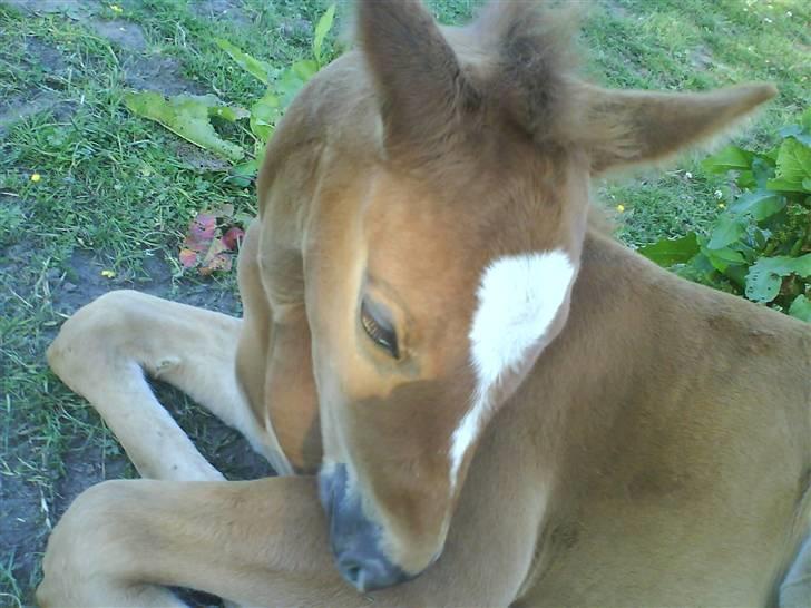 Anden særlig race Figaro - NYT! :o) "Ej, det klør xD" billede 17