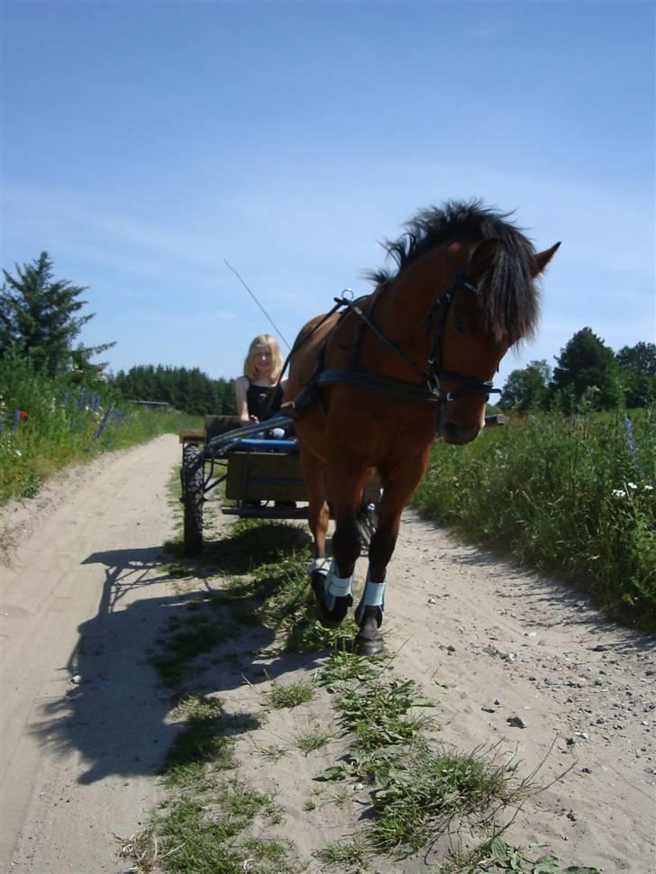 Anden særlig race Pluto  billede 15