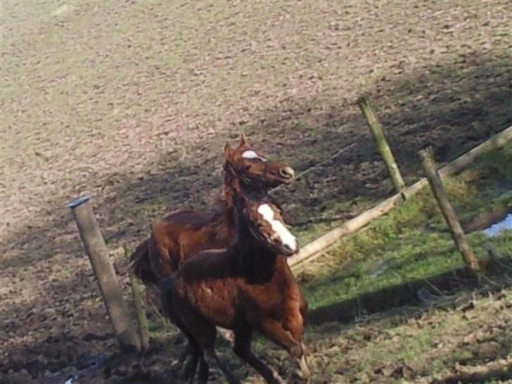 Anden særlig race Figaro - Om kap med Flaeme (: billede 18
