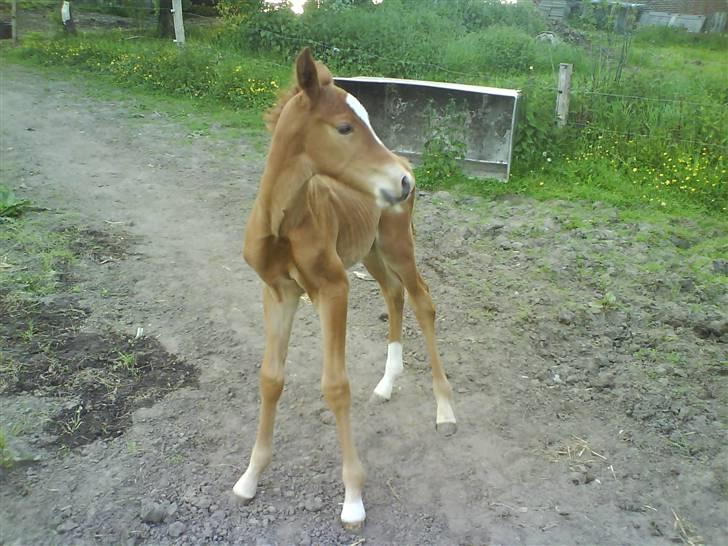 Anden særlig race Figaro - 2 uger gammel, og extrem nysgerrig! :o) billede 19