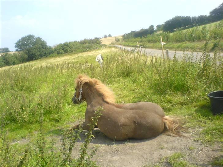 Shetlænder jeppe billede 17