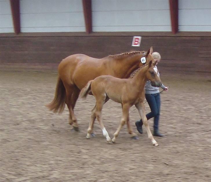 Anden særlig race Figaro - følskue :) billede 20