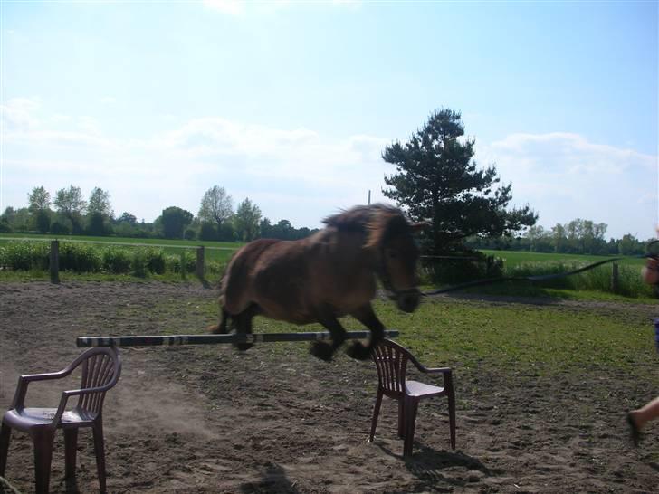 Anden særlig race Ibrahim <3.,- - Min lille Ibber Springer løsspring :) billede 17