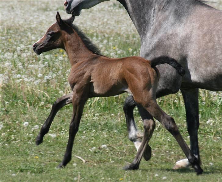 Arabisk fuldblod (OX) Jameela Saffanah - Kun 4 dage gammel, med lidt bevægelse billede 7