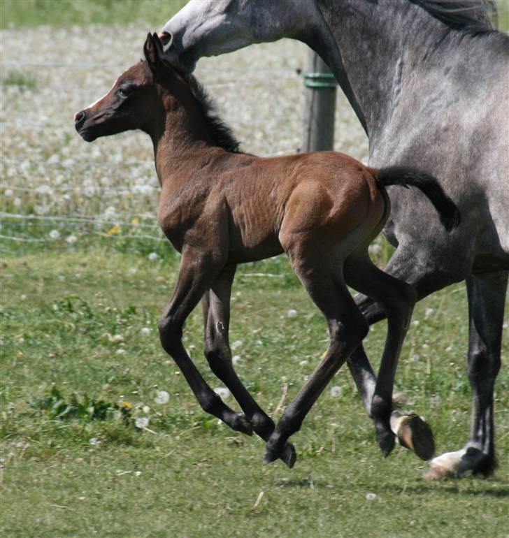 Arabisk fuldblod (OX) Jameela Saffanah billede 8