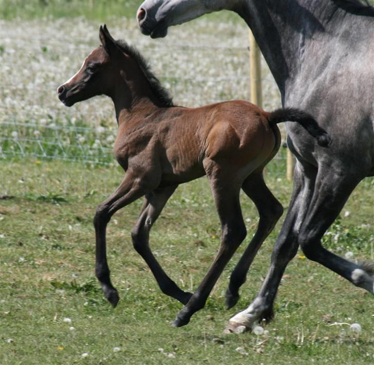 Arabisk fuldblod (OX) Jameela Saffanah billede 9