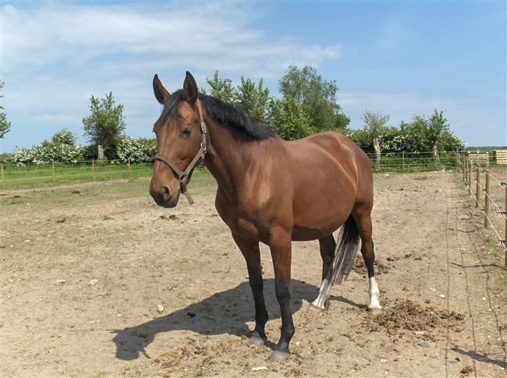 Dansk Varmblod Zelina Dancer RDS 411  billede 7