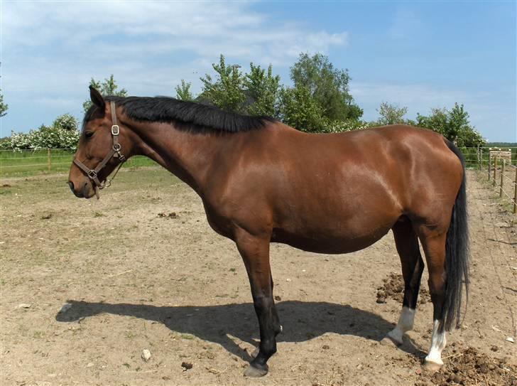 Dansk Varmblod Zelina Dancer RDS 411  - Se min tykke mave billede 9