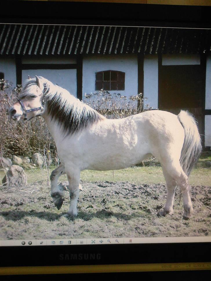 Fjordhest Freja (Tidliger Hest) - Feja hos tidliger ejer.  billede 9