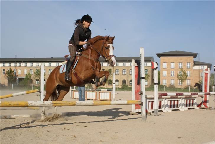 New Forest Sdr. Dams Karina[Solgt] - bisse basse springer HØJT over!! Foto: Eva K. Hellmers billede 13