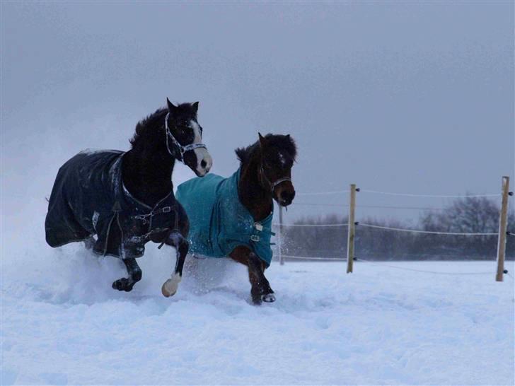 Anden særlig race Skovbys Chester Brown - chester & columbine - KNOLD OG TOT! billede 12