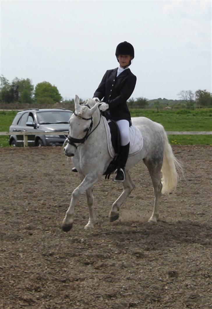 Welsh Pony (sec B) Lindveds Hesper - Klubmesterskab i dressur, LA4(: billede 11