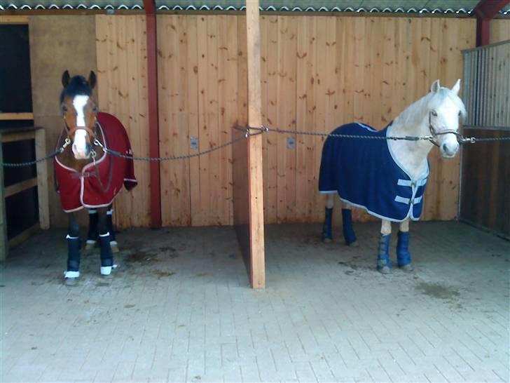 Welsh Pony (sec B) Lindveds Hesper - Til undervisning oppe ved Bjarne Nilsen, det er bare så hyggeligt:P billede 14
