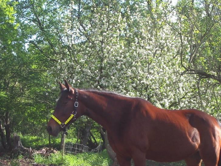 Fuldblod (XX) Star Light [R.I.P] - Stalight i sommeren billede 9