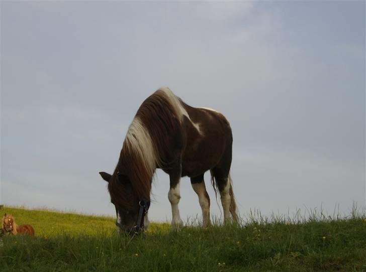 Anden særlig race Kiwi R.I.P billede 19