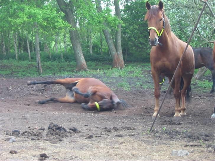 Fuldblod (XX) Star Light [R.I.P] - Rulle rulle  billede 10