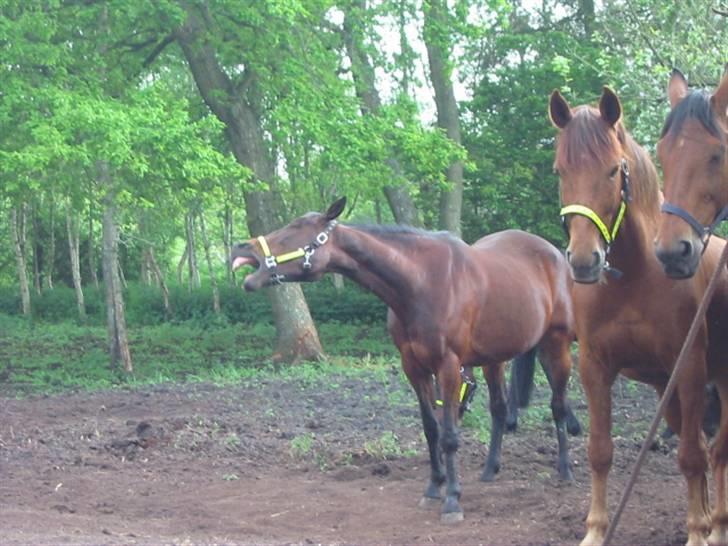 Fuldblod (XX) Star Light [R.I.P] - GAAAAAAAAAAAAAAAAAAB billede 11