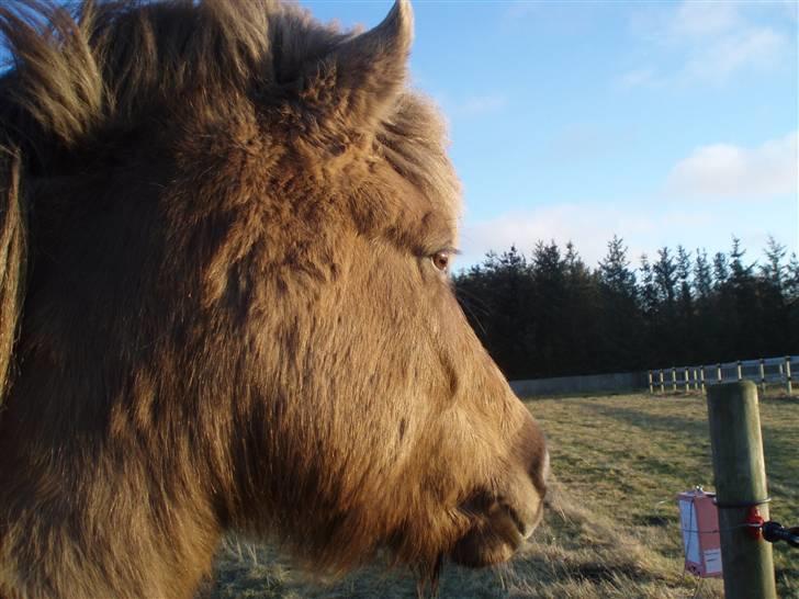 Islænder STIGANDI fra MYRETUE - Velkommen til Stigandi´s profil læg venligst en bedømmelse=) foto Mathilde billede 1