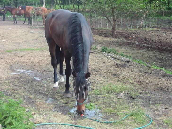 Dansk Varmblod Grønvangs Trigger |Trigs| - Han var bare så nuttet, han hvade vældet sit vand og var så tørstig | Taget af mig/Grønvang billede 27