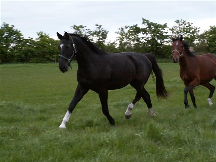 Oldenborg Borgstrøms Miss Queeny (Solgt) - Se hvor jeg kan... billede 15