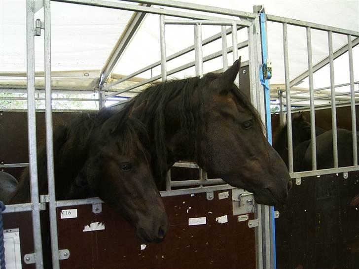 Frieser Yfke v. D. - 3. pr. stb. - Yfke og hendes første hoppeføl Sanne B til kåring på Vilhelmsborg 2005. billede 2