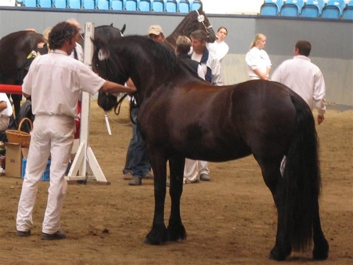 Frieser Yfke v. D. - 3. pr. stb. - Yfke til kåring på Vilhelmsborg 2006. billede 5