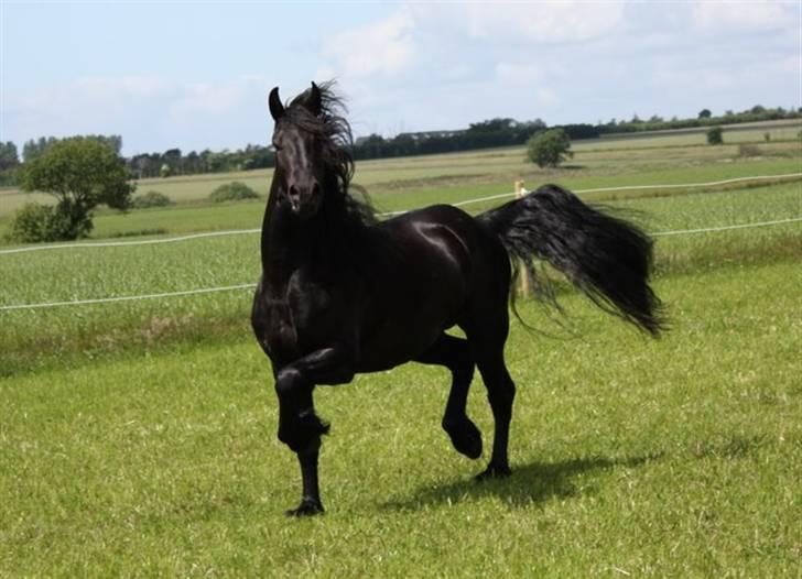 Frieser Yfke v. D. - 3. pr. stb. - Yfke klar til ballade! billede 8