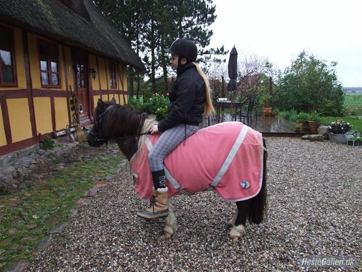 Shetlænder Tulle billede 3