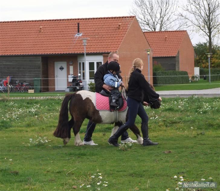 Shetlænder Tulle billede 8