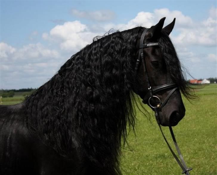 Frieser Yfke v. D. - 3. pr. stb. - Yfkemor! billede 10