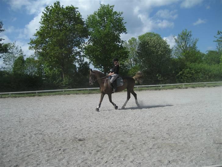 Anden særlig race Madonna<33  billede 6