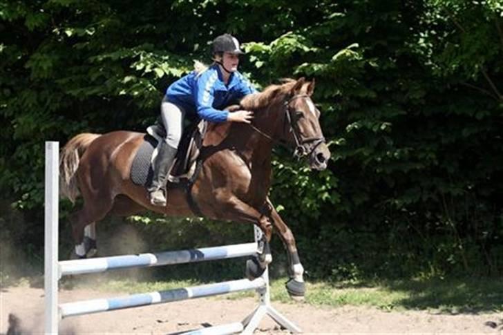 Anden særlig race Madonna<33  billede 7